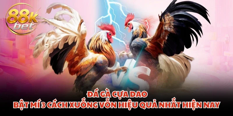 Đá Gà Cựa Dao - Bật Mí 3 Cách Xuống Vốn Hiệu Quả Nhất Hiện Nay